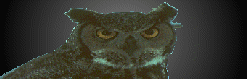 Hibou